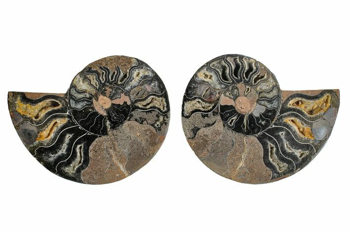 Cut/Polished Ammonite Fossil - Unusual Black Color #165480